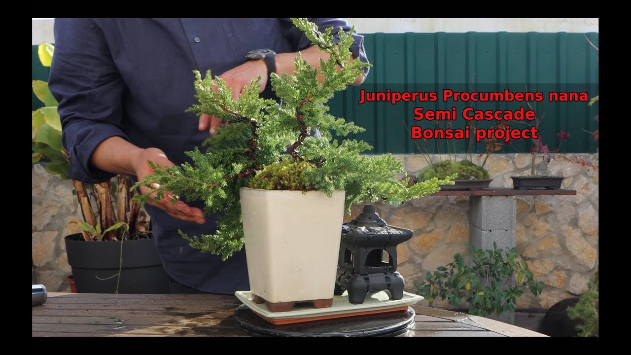 DIY Beginner Bonsai Project with Juniper from nursery stock