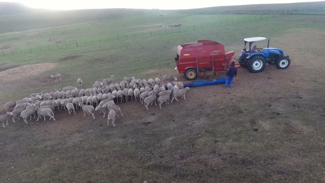 Lambing 2024- South Africa