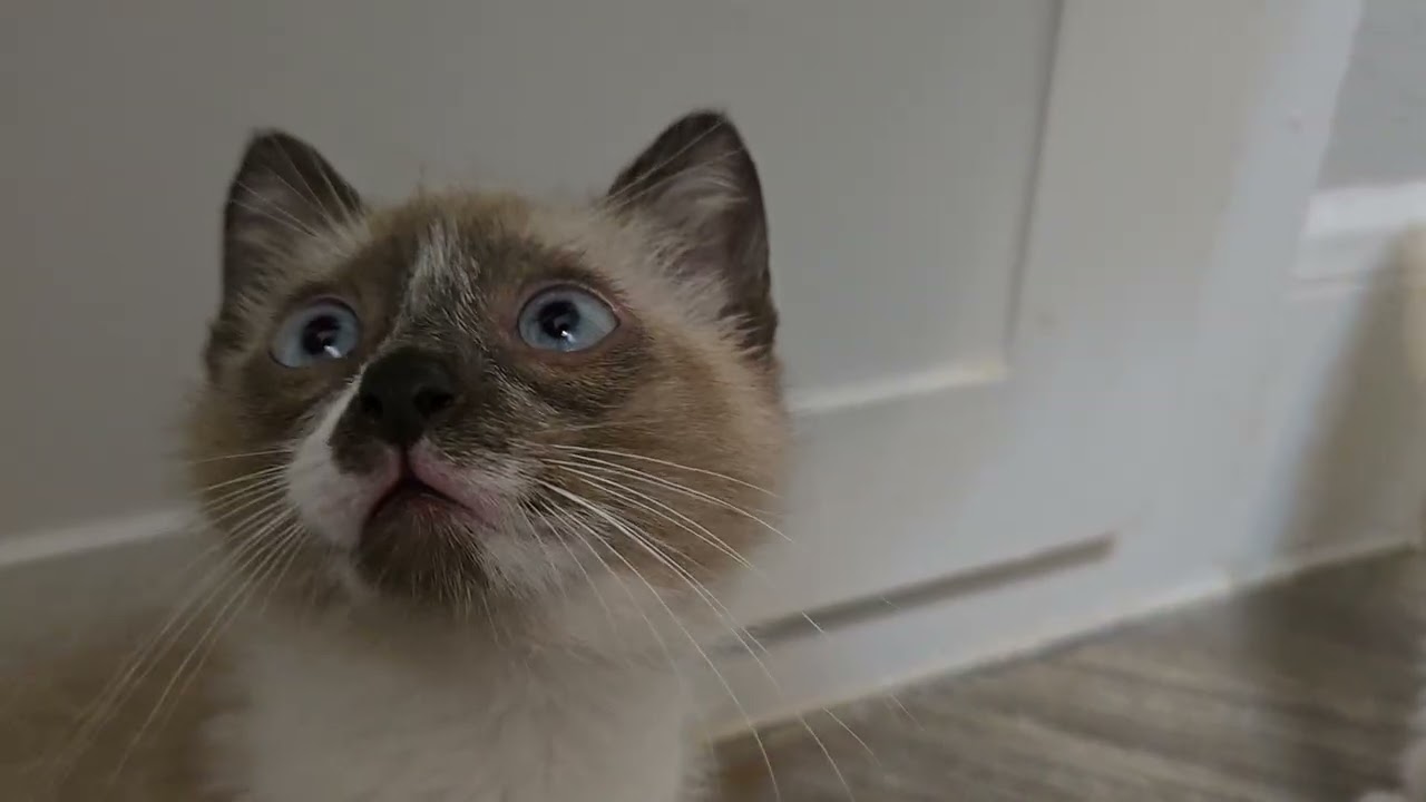 Kitten No-Look Pass Full Video 
