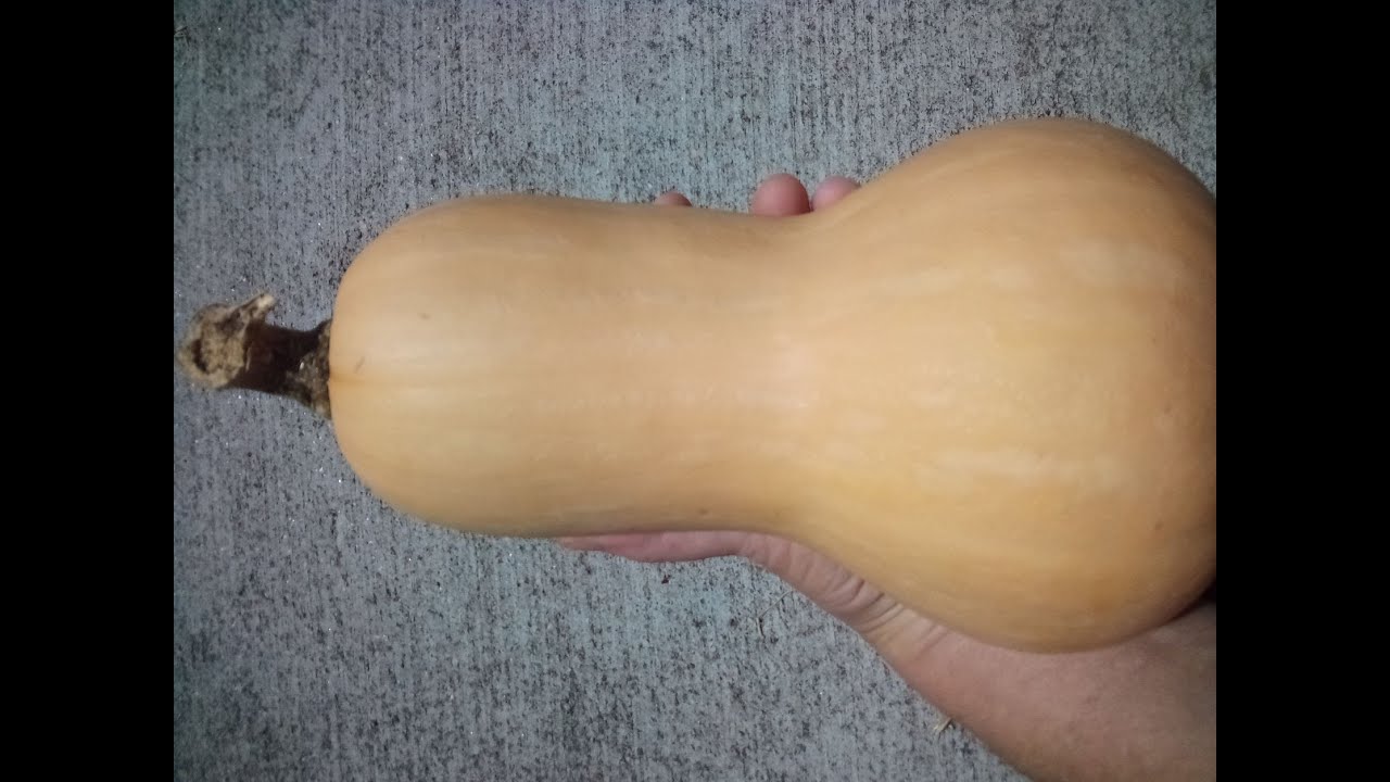 How to Grow ButterNut Squash   seed to harvest