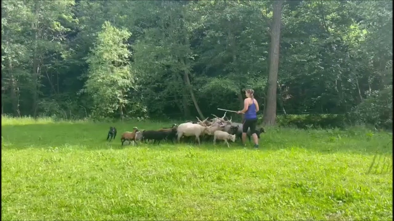 Eurohound Pique and sheep 6/2022