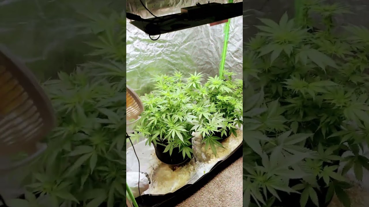 Lotus nutrients, 2x4 grow tent,spider farmer, Canuck seeds 🔥 flower time