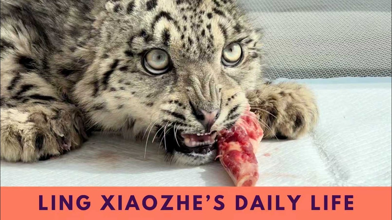 Ling Xiaozhe’s Recovery Journey: Daily Life, Habits, and Insights from Xining Wildlife Park