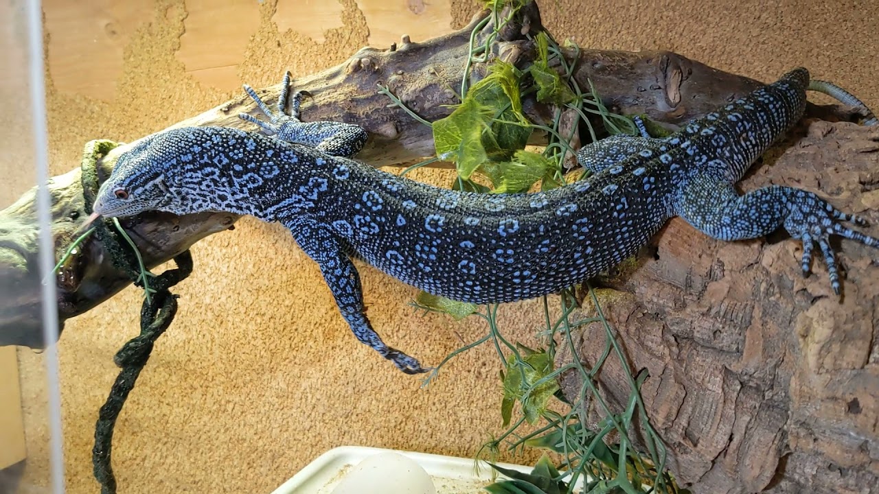 Blue Tree Monitor Enrichment: Little Blue Has to Learn a New Trick!