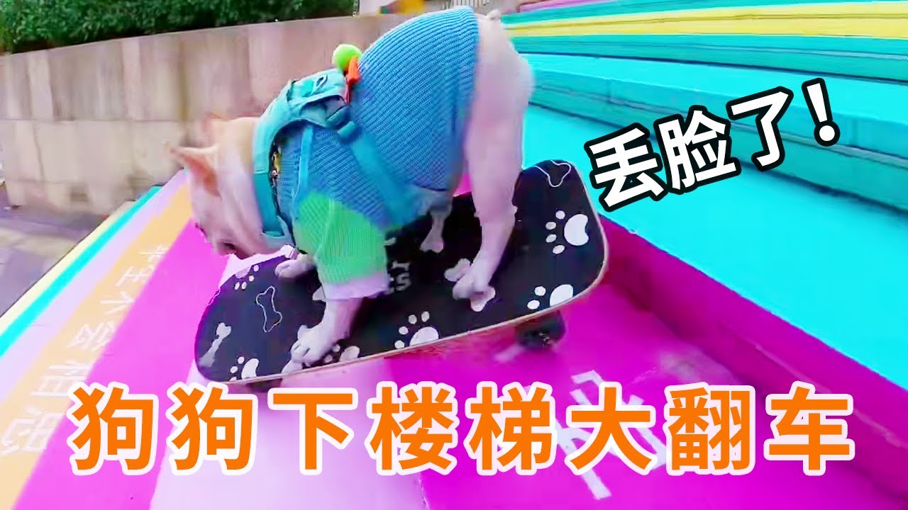 狗狗翻车大合集：滑板有自己的想法跑了，还好路人没看见，不然丢脸丢大了！#法斗 #滑板 #萌宠 #小法斗球球