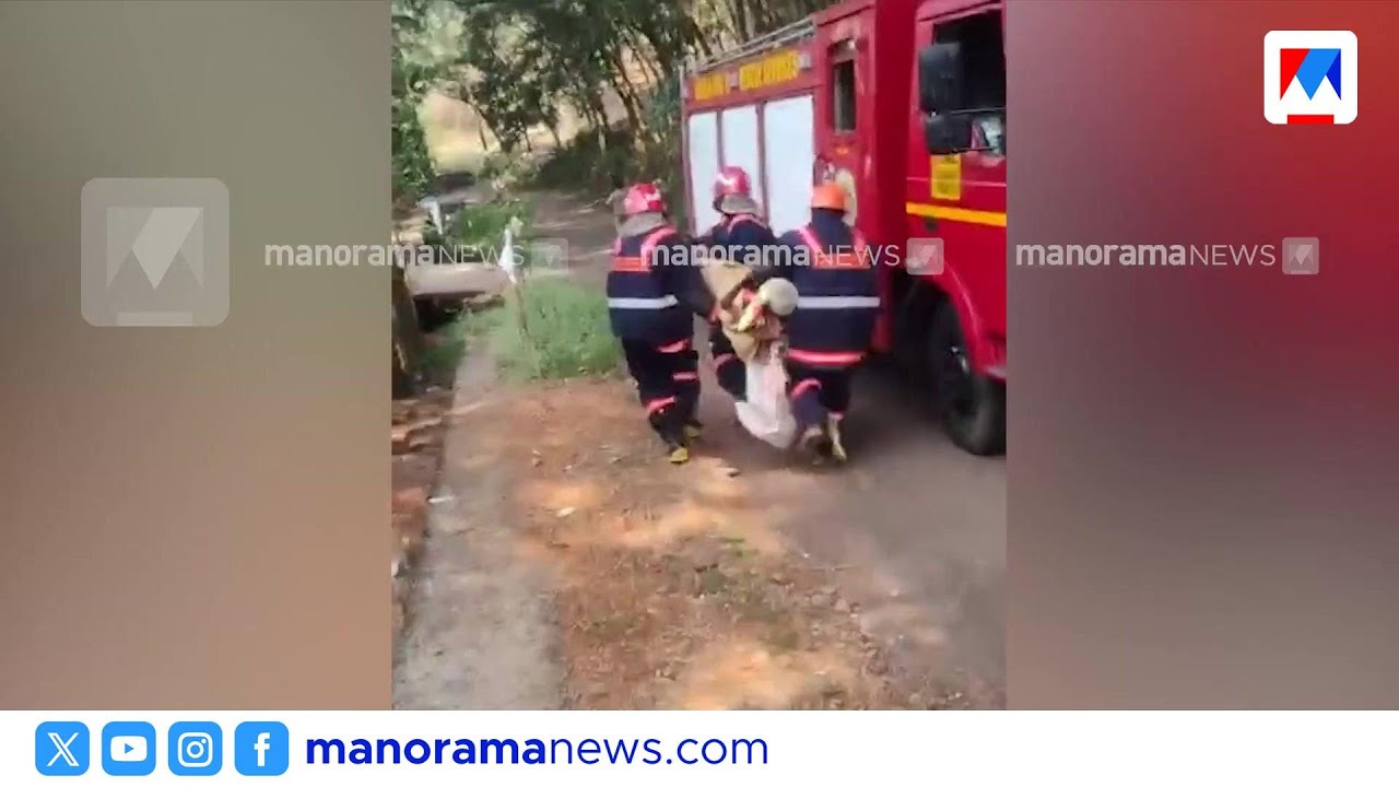 കടന്നലിന്റെ ആക്രമണത്തിൽ 10 പേർക്ക് പരിക്ക്; ഒരാളുടെ നില ഗുരുതരം | Moovattupuzha
