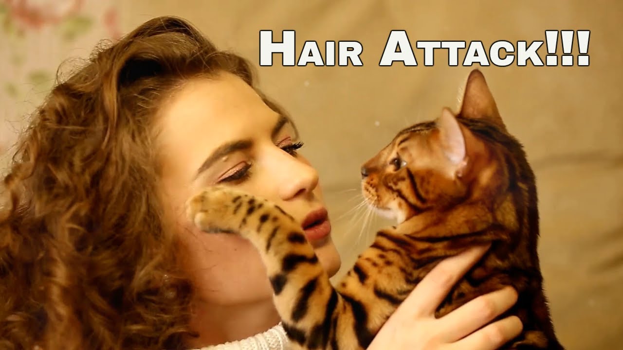 Help! My Cat Won't Stop Pulling My Girlfriend's Hair!