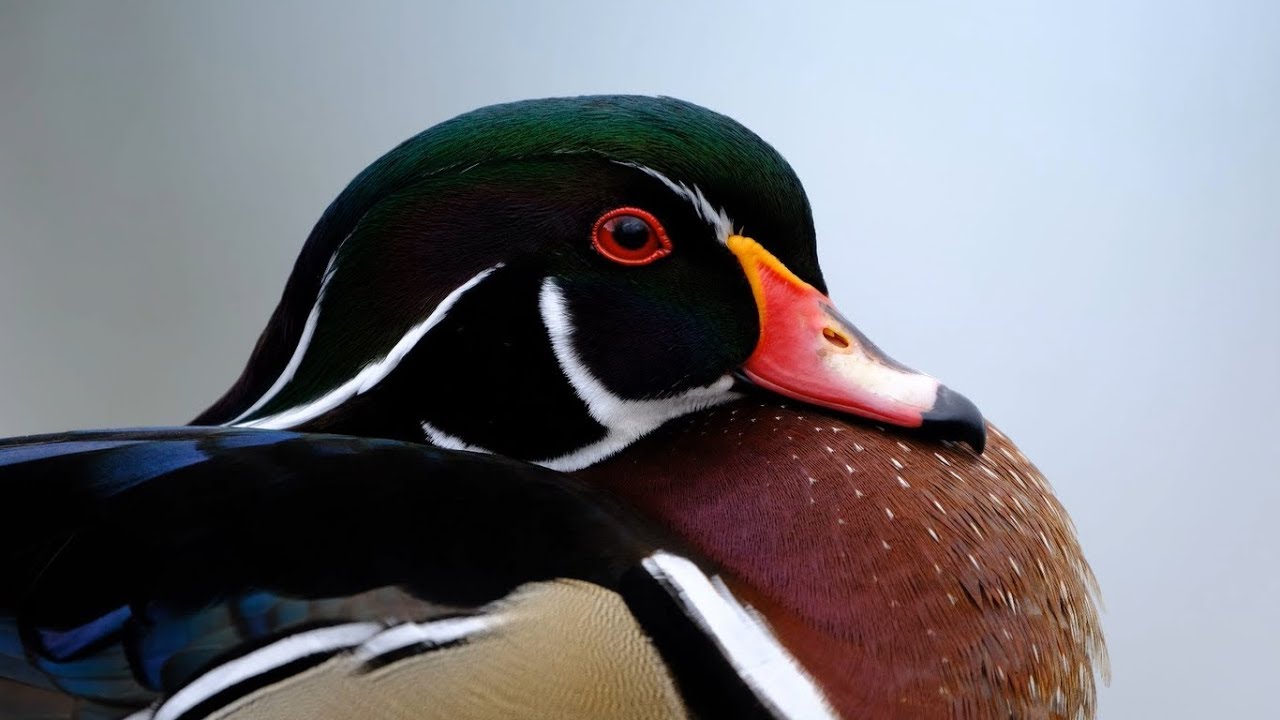 Fujifilm X-T3 For Wildlife Photography