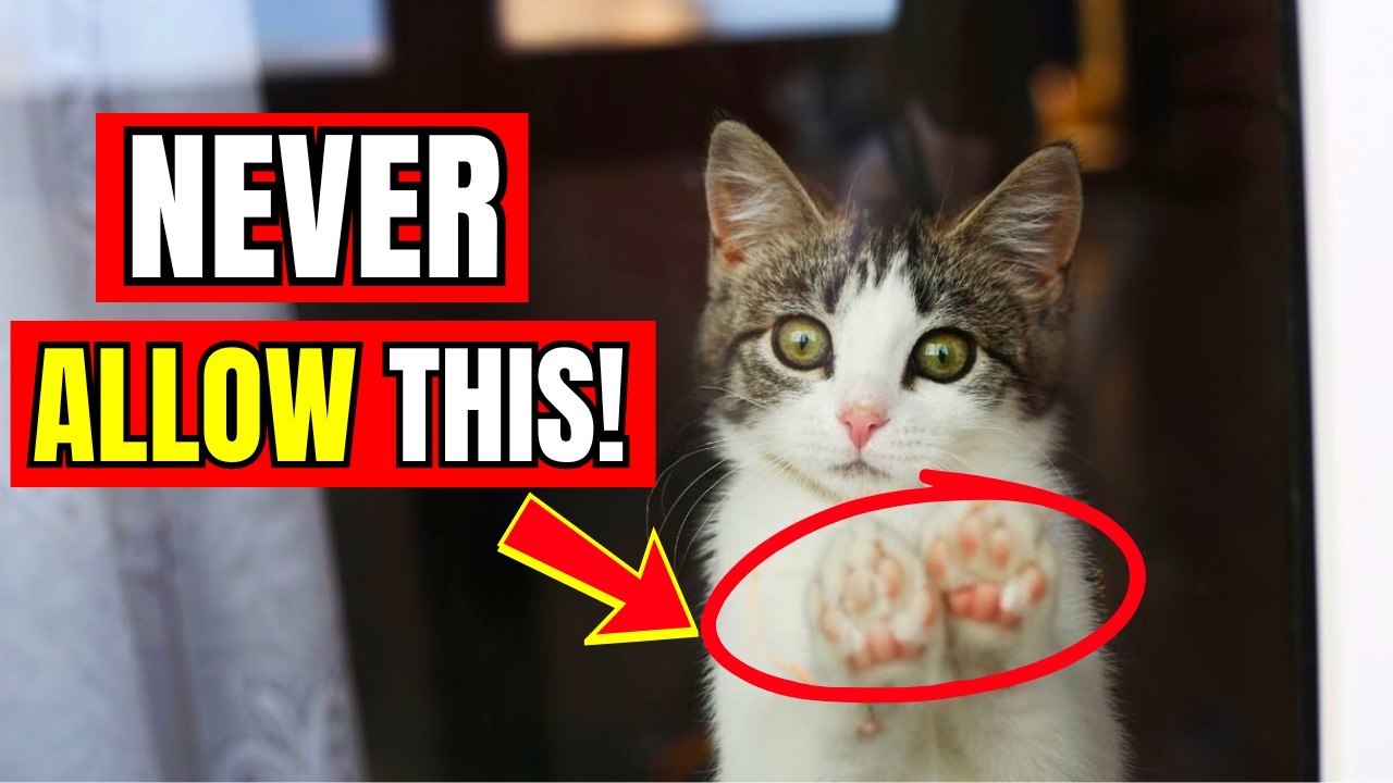 If You Have an Indoor Cat, Never Do THIS! (Common Indoor Cat Mistakes)