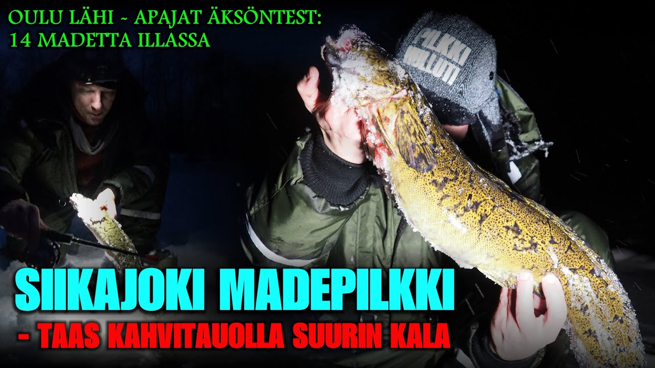 SIIKAJOKI MADEPILKKI - Aina Säkällä Isot Kalat! ( Pilkintä - Ice Fishing - Burbot - Pilkkihullut! )