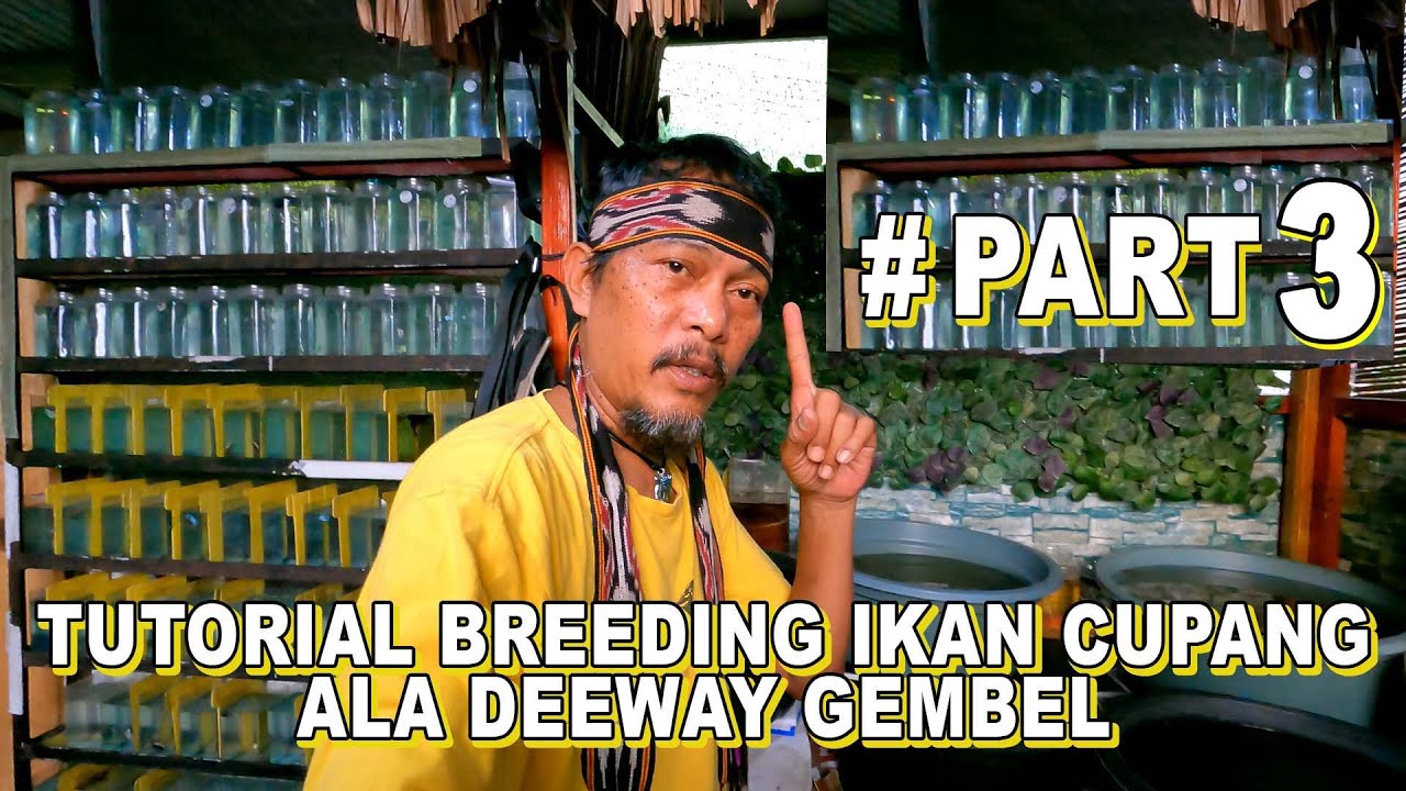 TUTORIAL BREEDING IKAN CUPANG ALA DEEWAY GEMBEL   #PART 3