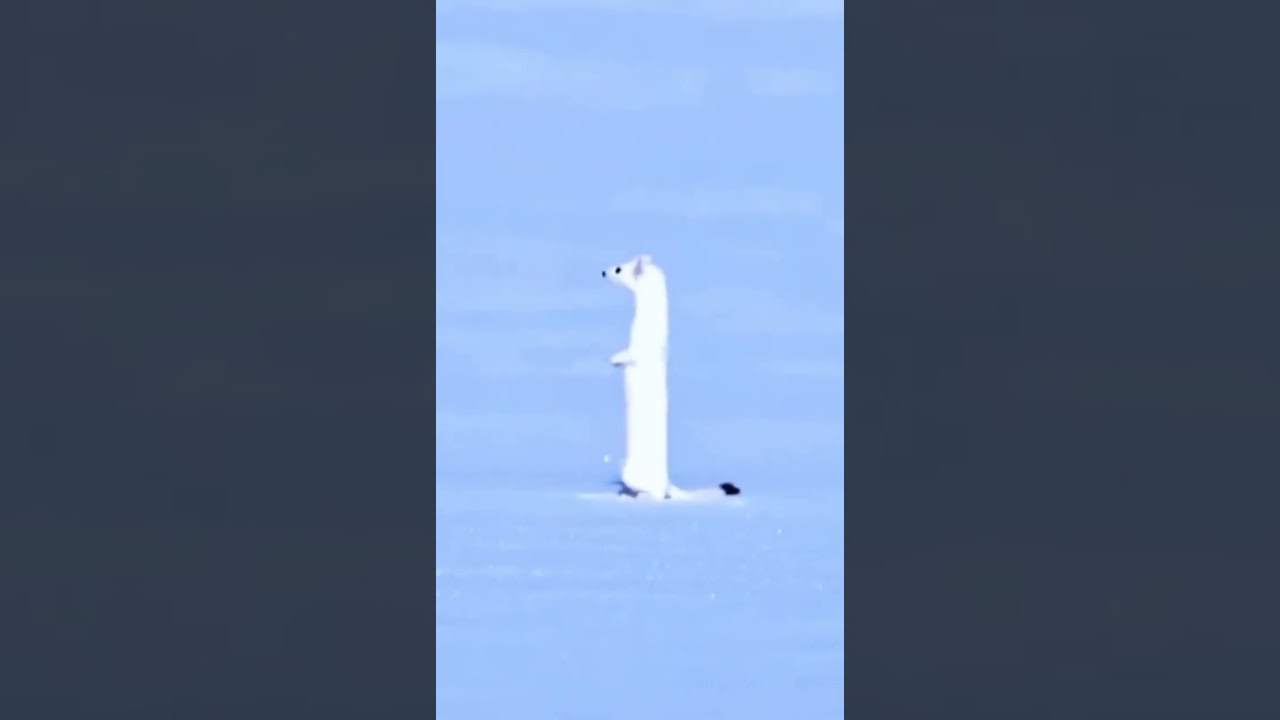 ermine white  real video