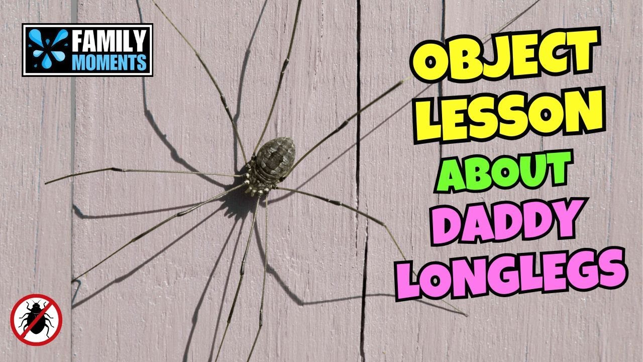 The Most Unexpected Father&rsquo;s Day Object Lesson&hellip; Using a Daddy Longlegs?!