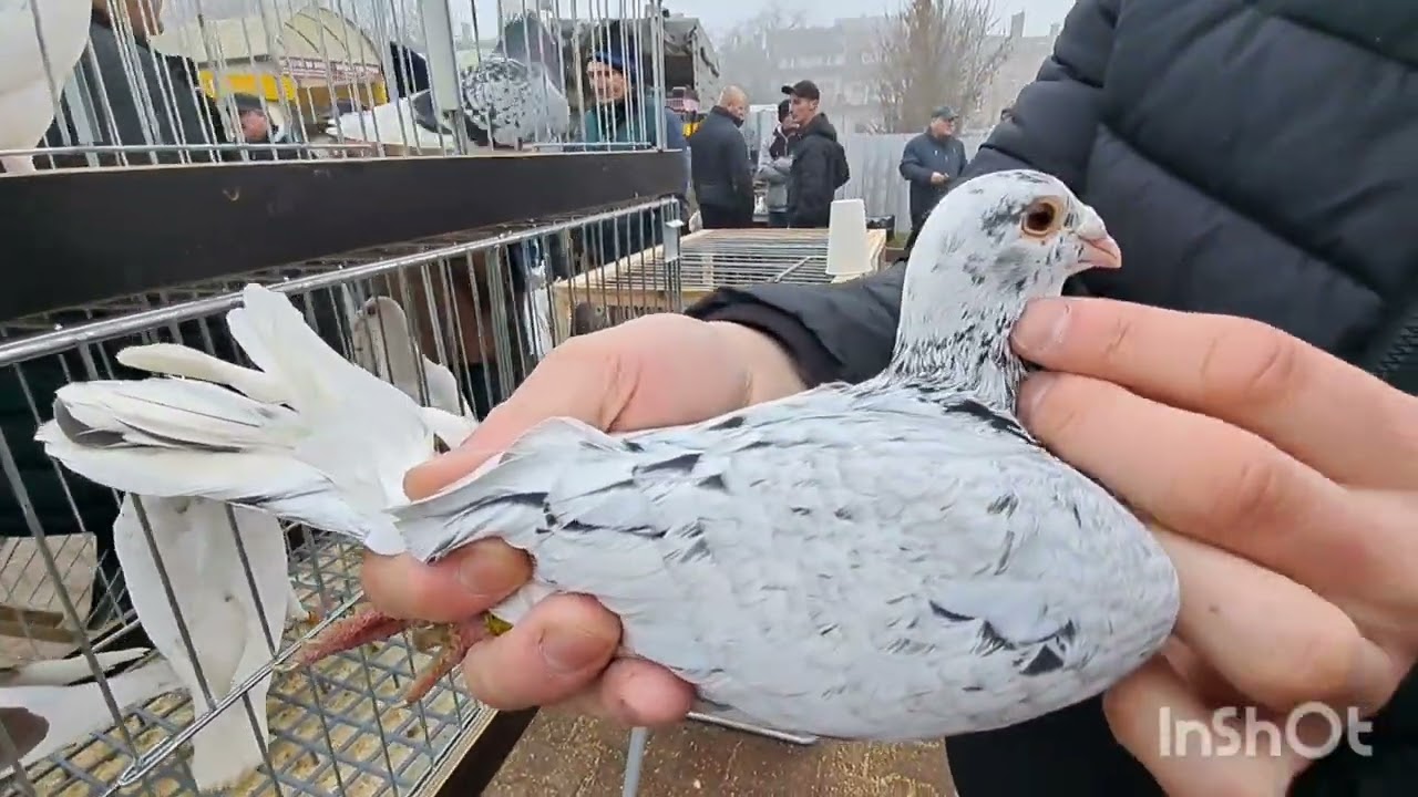 Gołębie pocztowe z Zielonej Góry Staropolskie,Almondy i Andaluzy. Ceny i telefon do hodowcy #pigeon