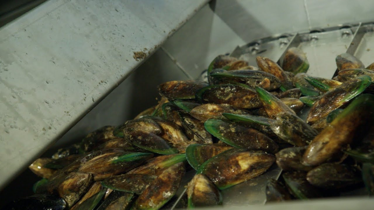 Whakatōhea Mussels