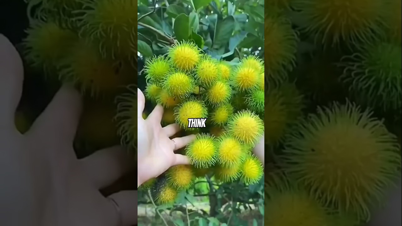 Top 5 exotic fruits you probably didn't know of