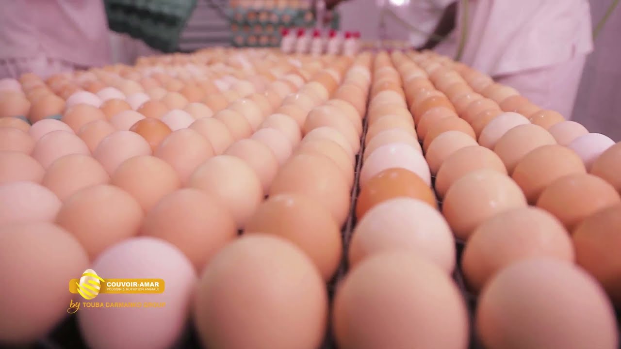 Couvoir AMAR - De l'incubation à la Livraison.