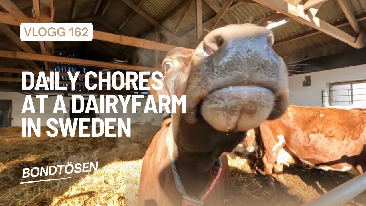 Daily chores at a dairyfarm in Sweden 🇸🇪 #slowtv #dairyfarm #sweden