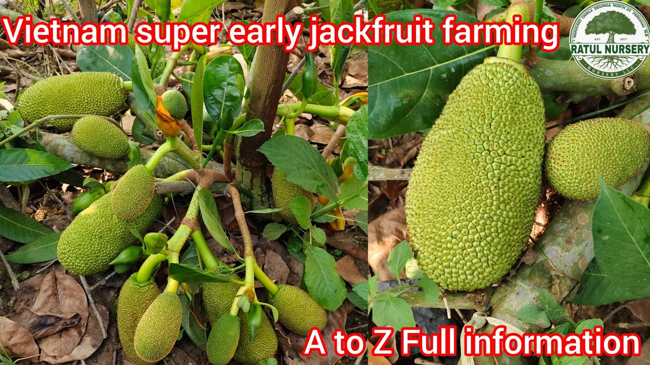 Vietnam super early jackfruit farming and A to Z information | Contact.7432861939