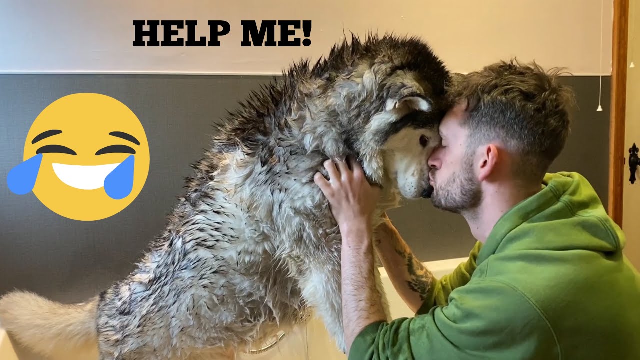 Stubborn Husky Does Everything She Can To Avoid Bathtime!! [FUNNIEST REACTION EVER!!]