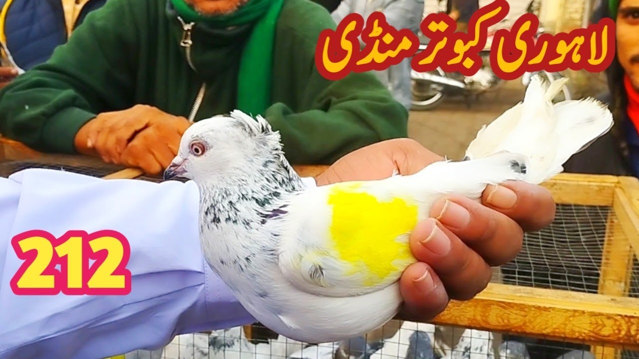 212 ) lari ada kabootar mandi || lahore big birds market || کبوتر منڈی | @amjadaliofficial528