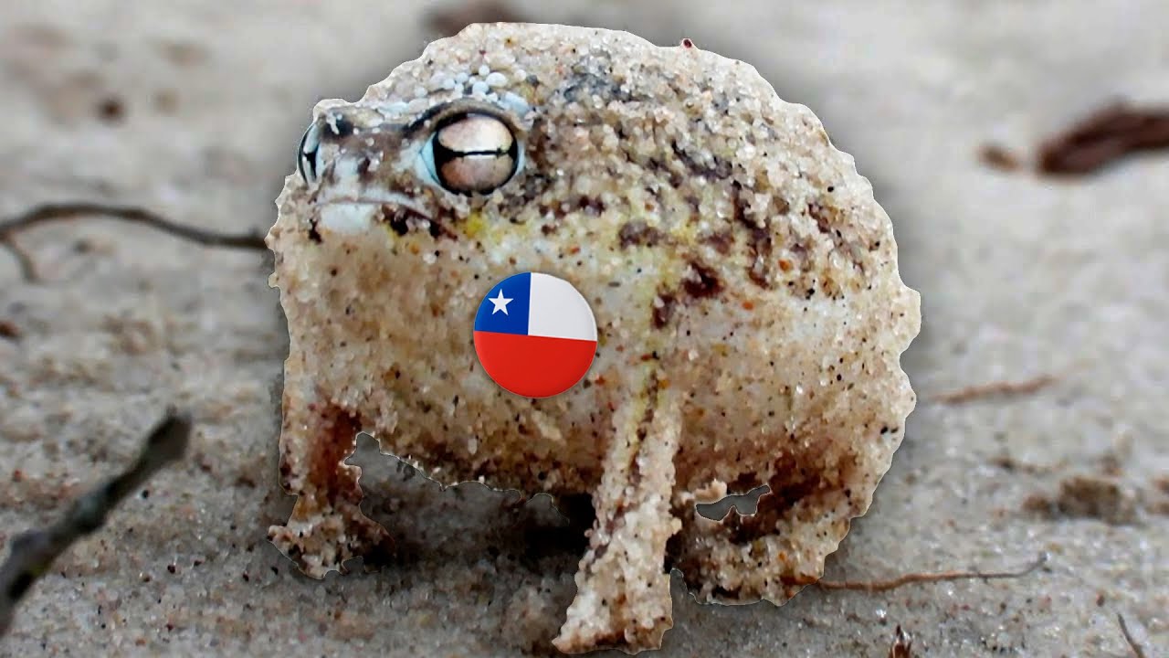 La Rana Chilena: Un Descubrimiento Asombroso | Bizarre