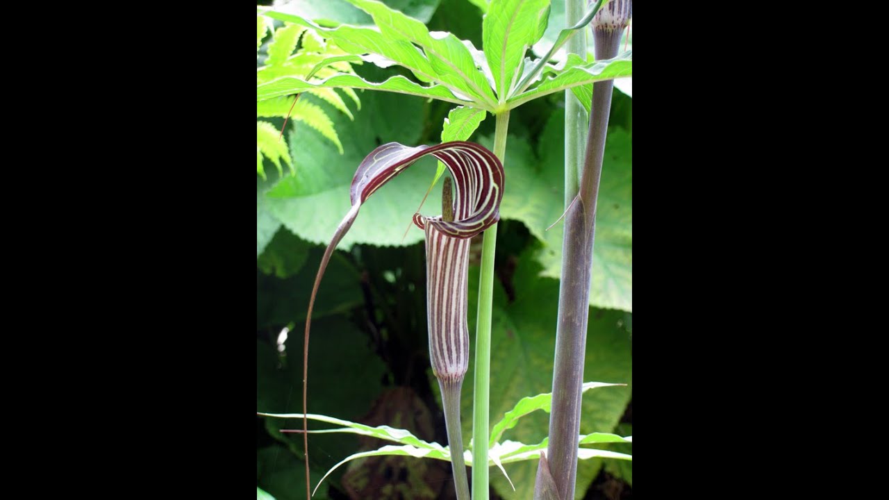 Faradawn Garden tour, November 2022