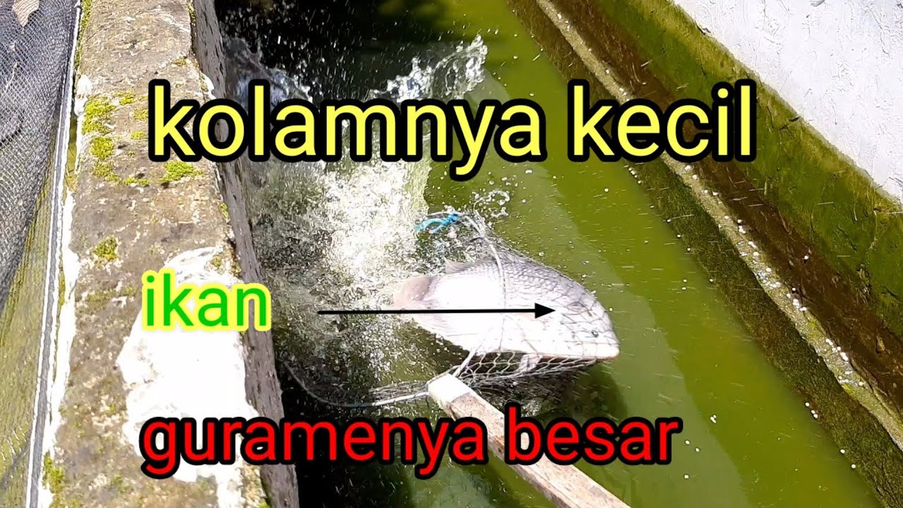 panen gurame di kolam kecil // umur tiga tahun.