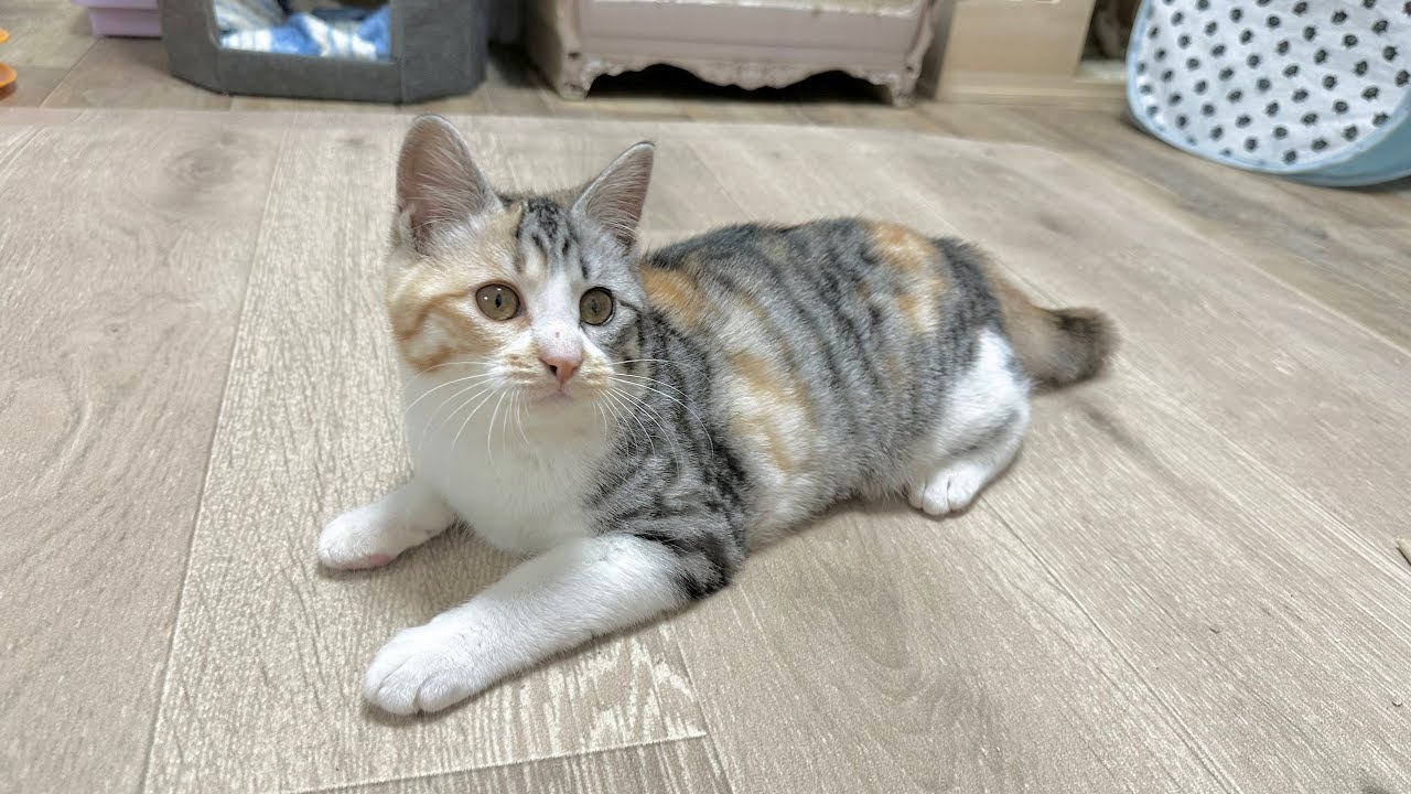 譲渡会に初参加！嬉しすぎる結果をご報告【かぐ告兄妹日記#51】I attended a foster care meeting.