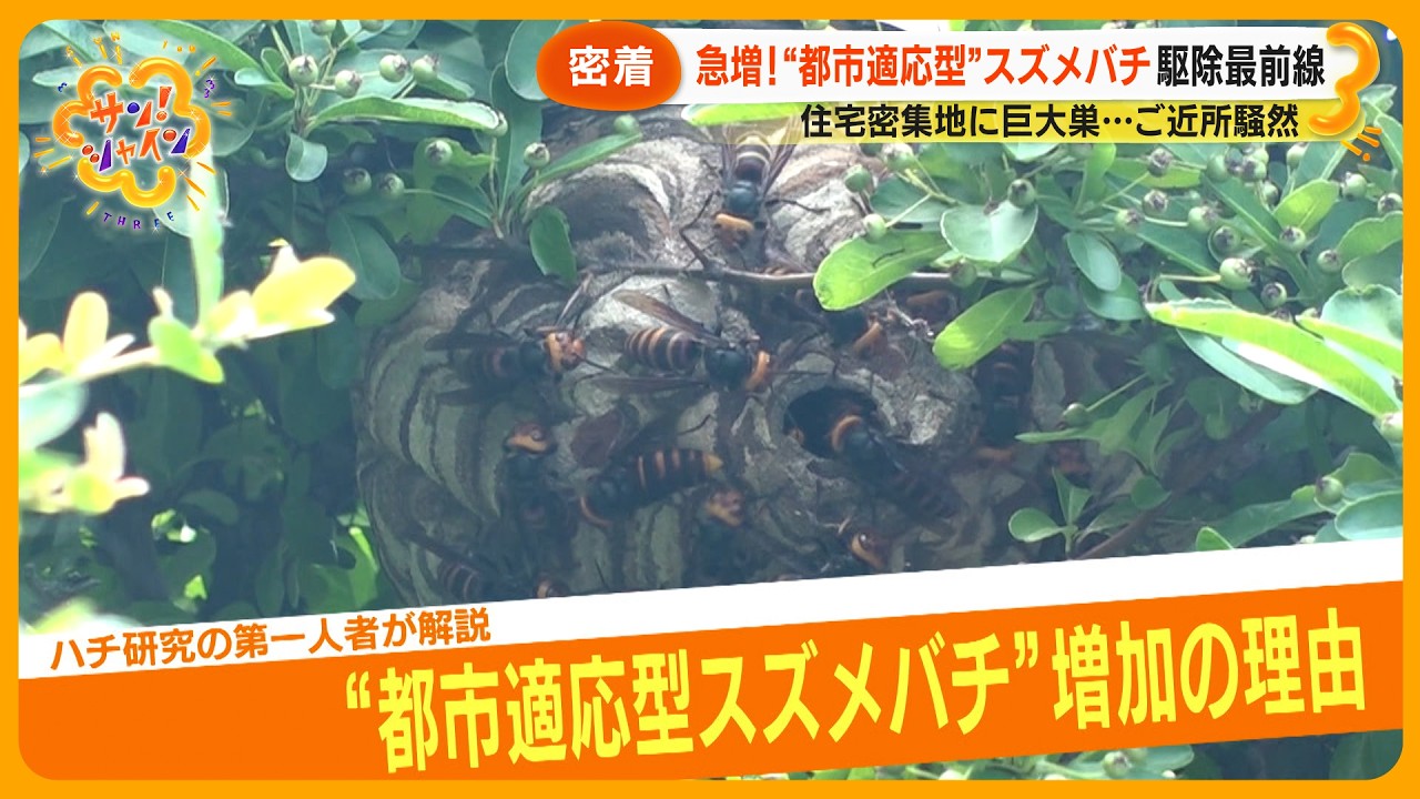 【危険】“都市適応型”スズメバチ急増 駆除現場に密着 通気口や室外機の中に巣を作ることも…【サン！シャインニュース】