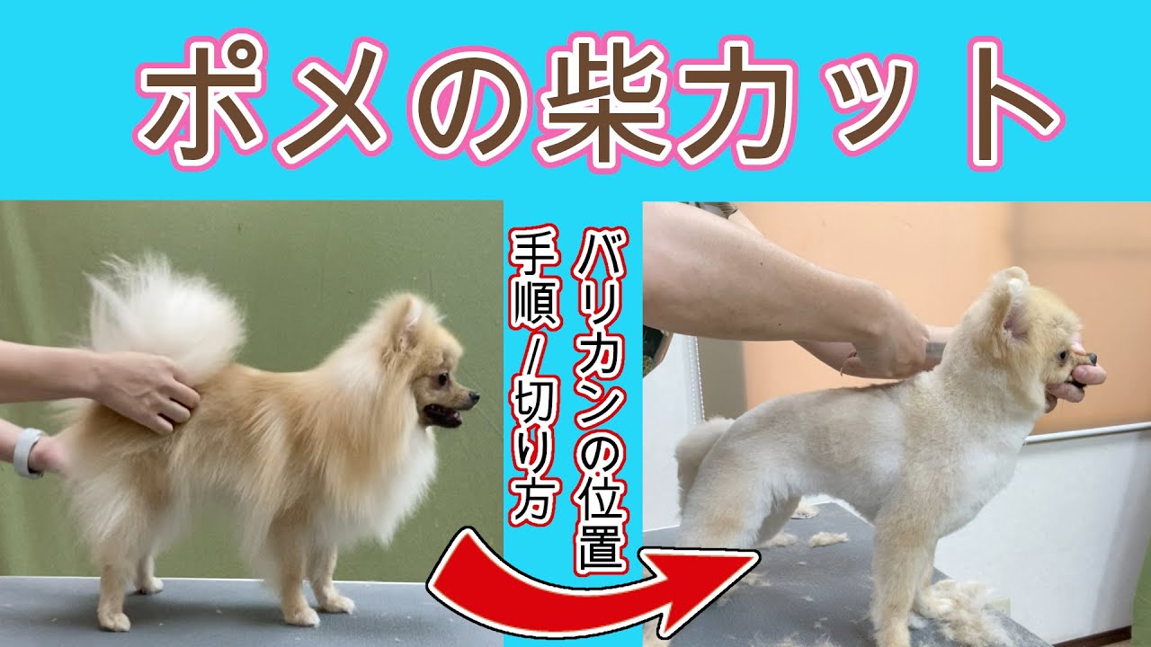 # 67 【ポメの柴カット】