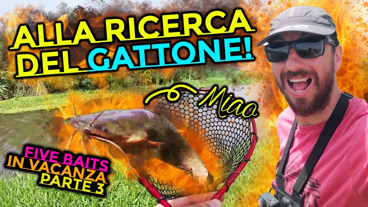 Alla ricerca del Gattone | Five Baits in vacanza - Parte 3