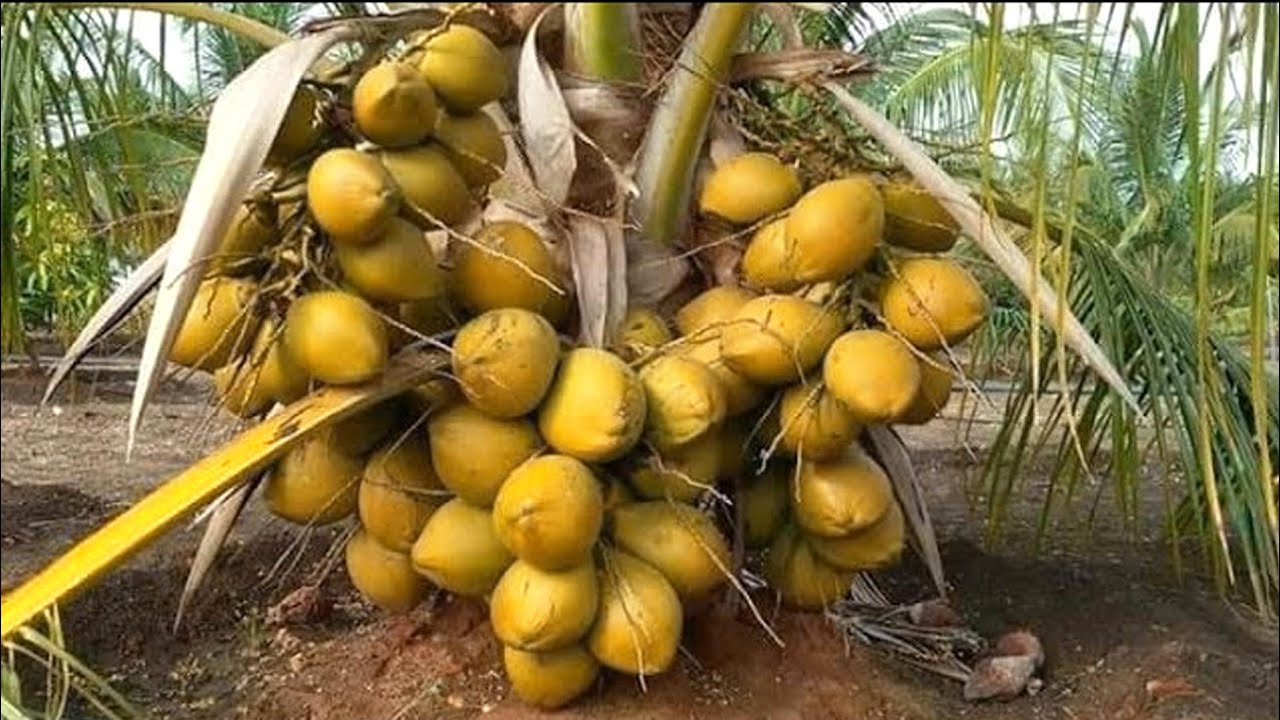 Hybrid Coconut Plant || All Types Fruit Plant Supplier In All Over India