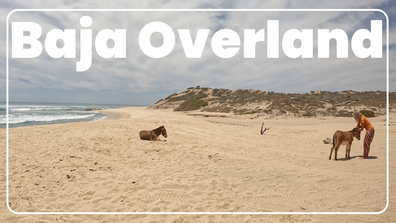 We Came for Surf ... Stayed for Baby Donkeys & Fancy Brunch 🐴(Ep.116)