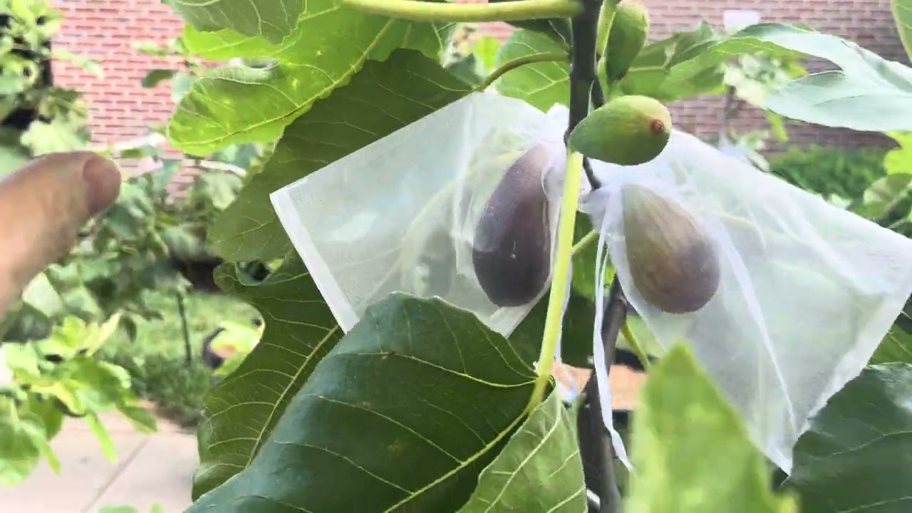 Fig trees July 11, 2024