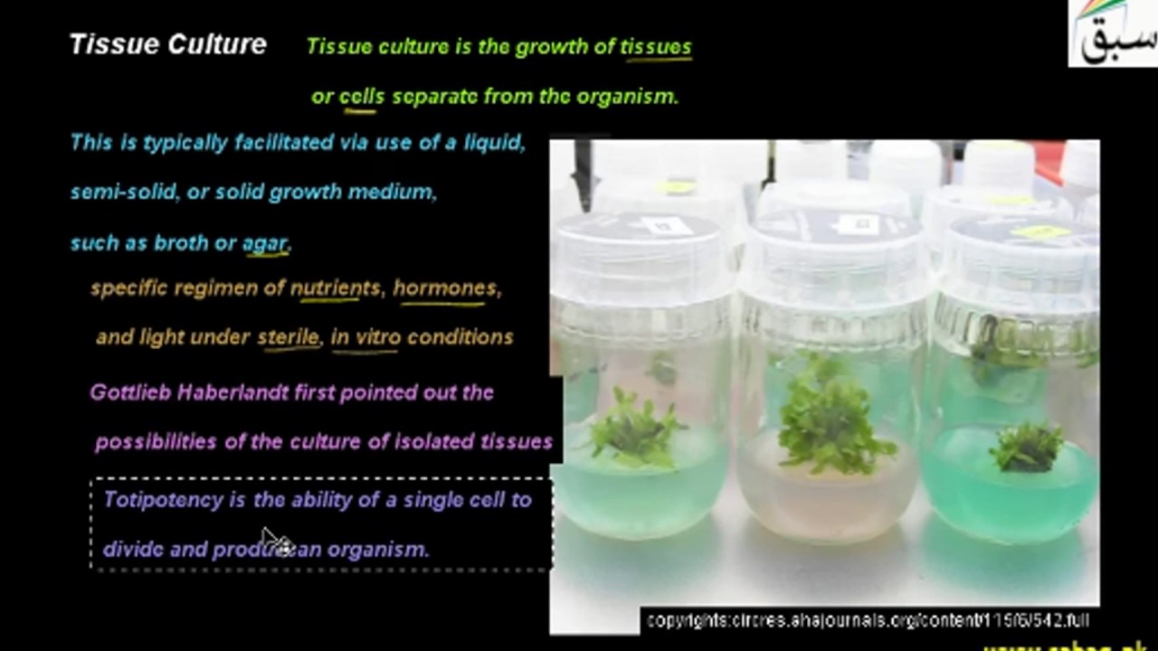 Tissue Culture, Biology Lecture | Sabaq.pk |