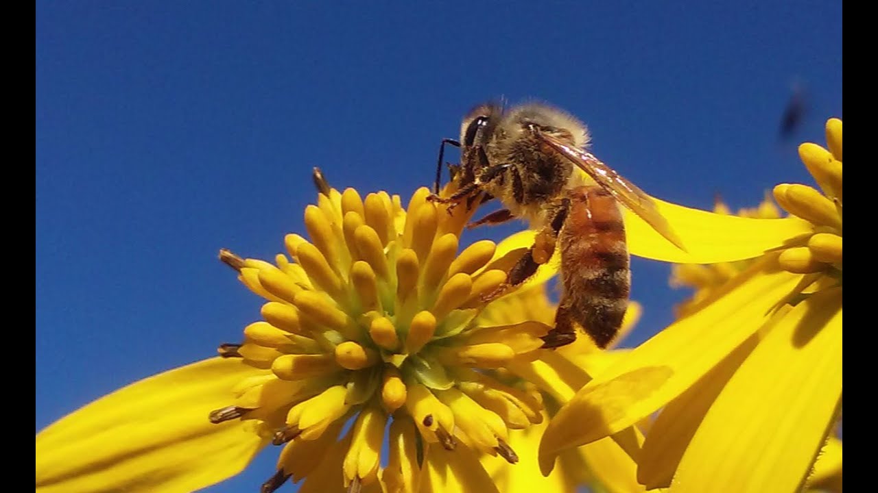 Plants And Flowers Honey Bees Pollinate