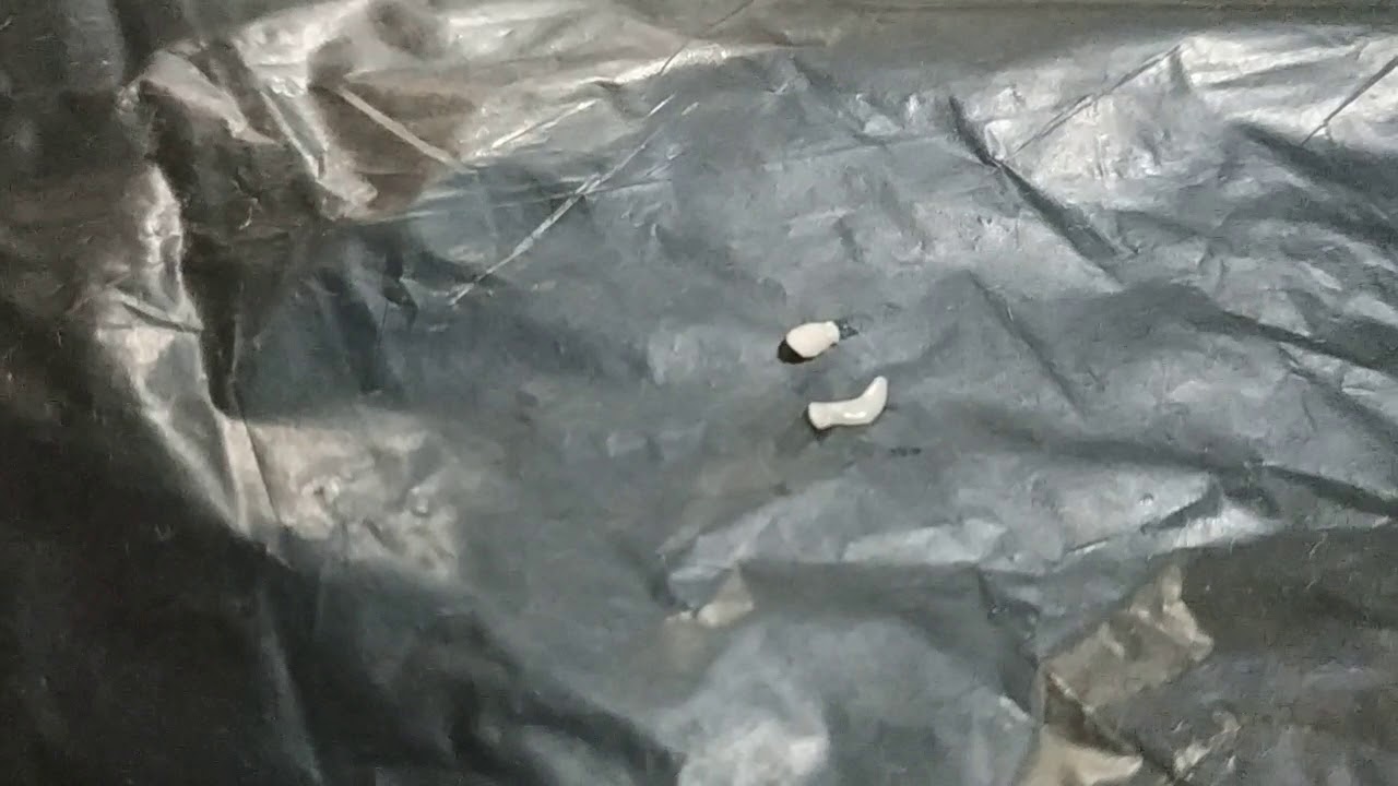Cacing pita atau cacing kremi?