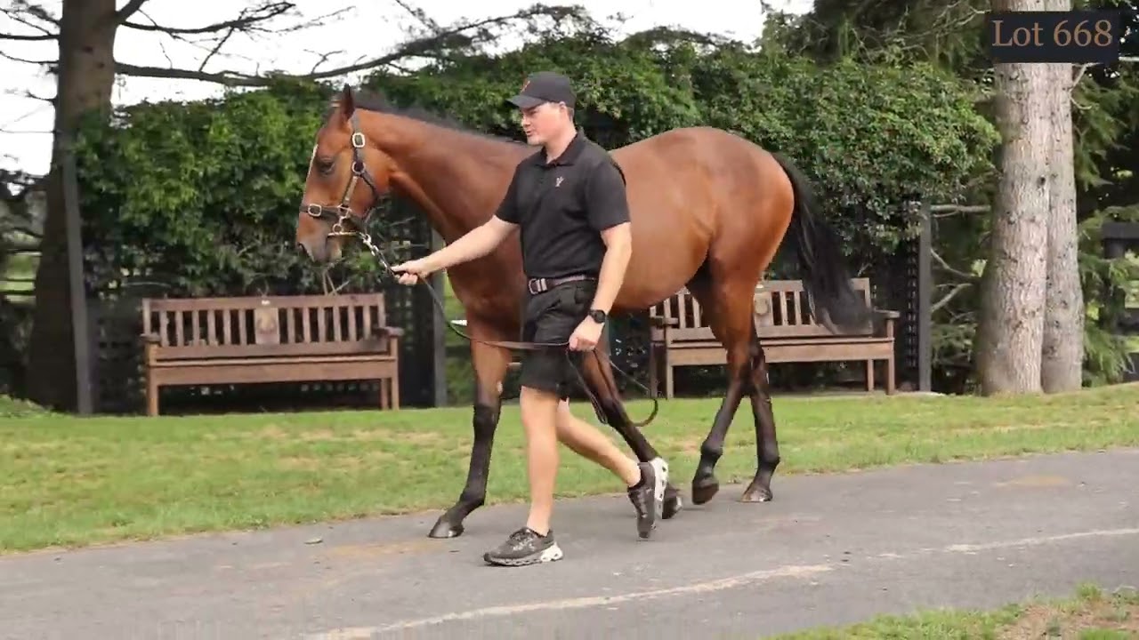 Lot 668 Ghaiyyath x Berg en Dal Parade Video