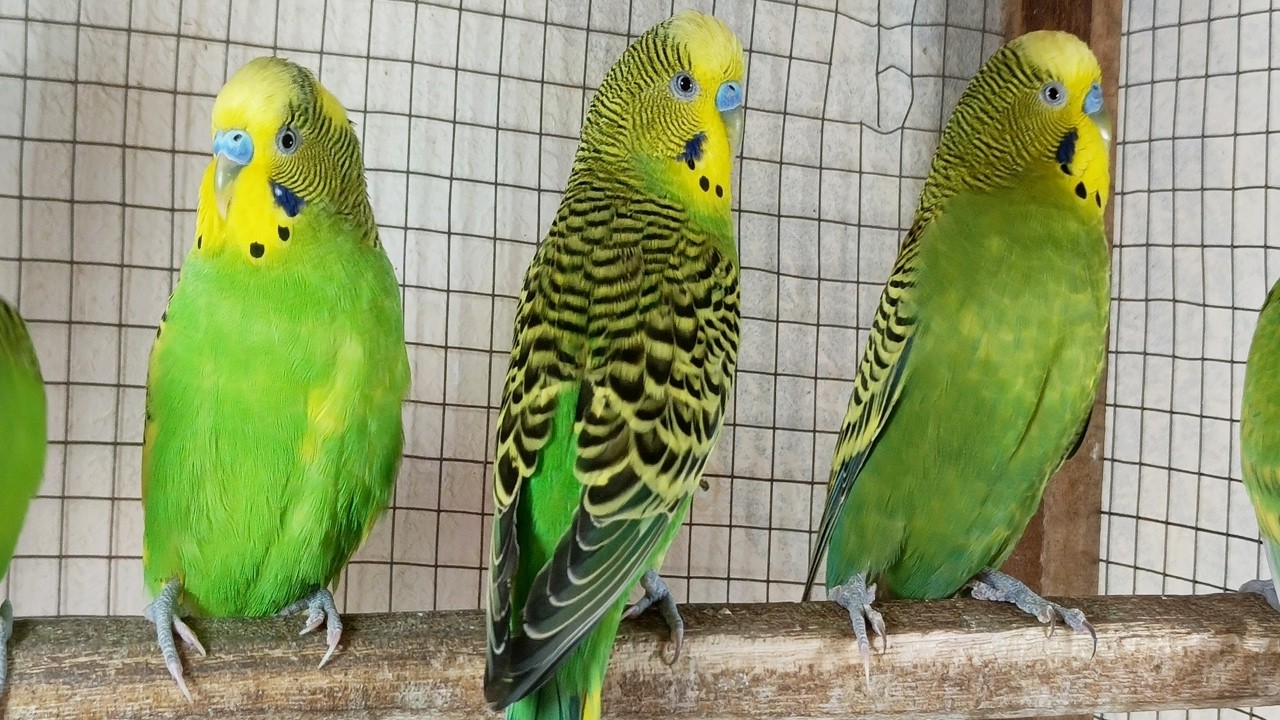 3 Hours of Happy Budgie Sounds 🐦 | Cheerful Singing Parakeets for Relaxation