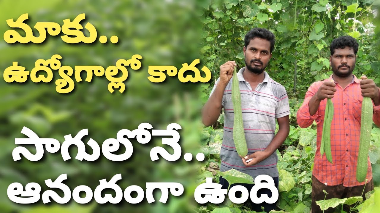 Young & Educated Farmers Success Story | Vegetable cultivation of young farmers | Telugu Raithu Badi