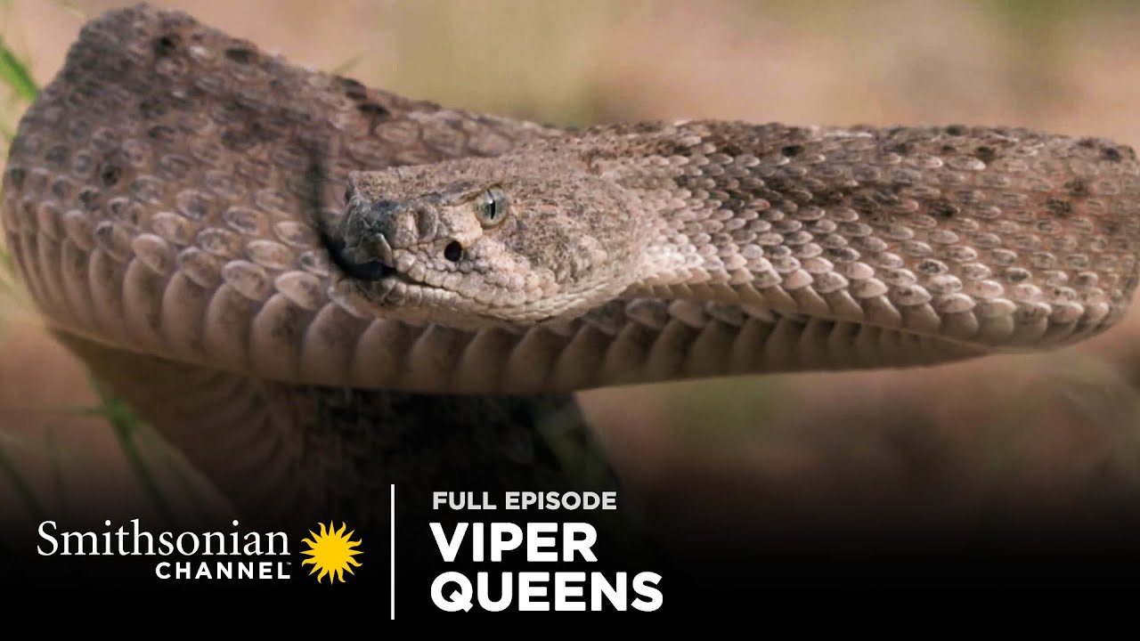 Viper Queens 🐍 Full Episode | Smithsonian Channel