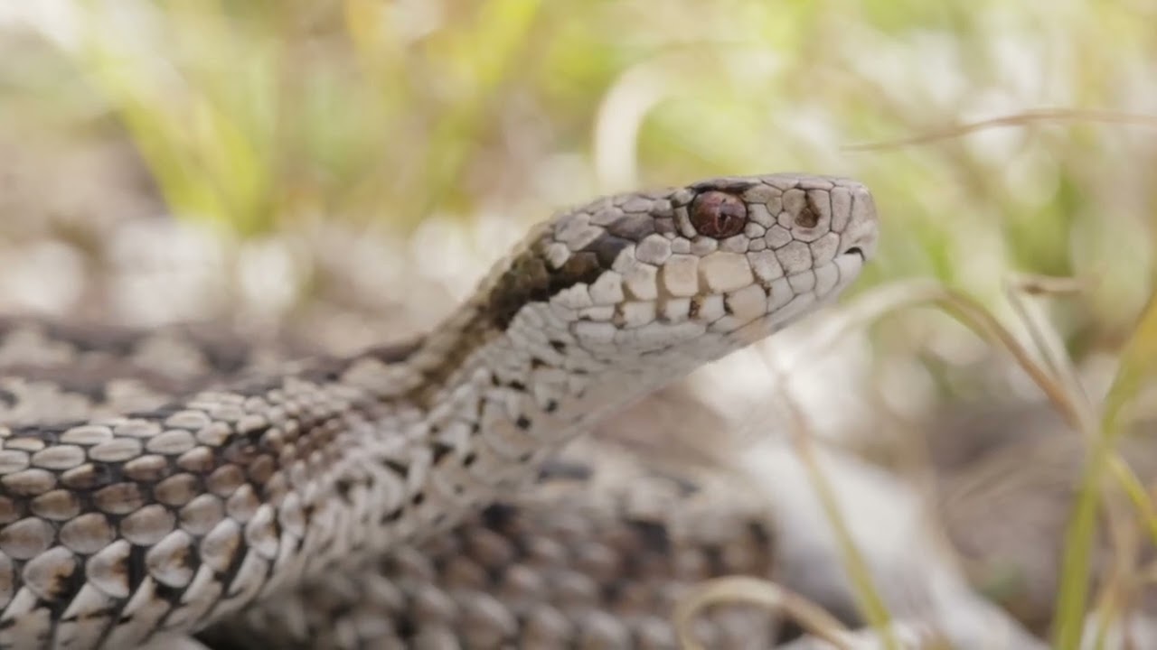 VIPERA DELL'ORSINI