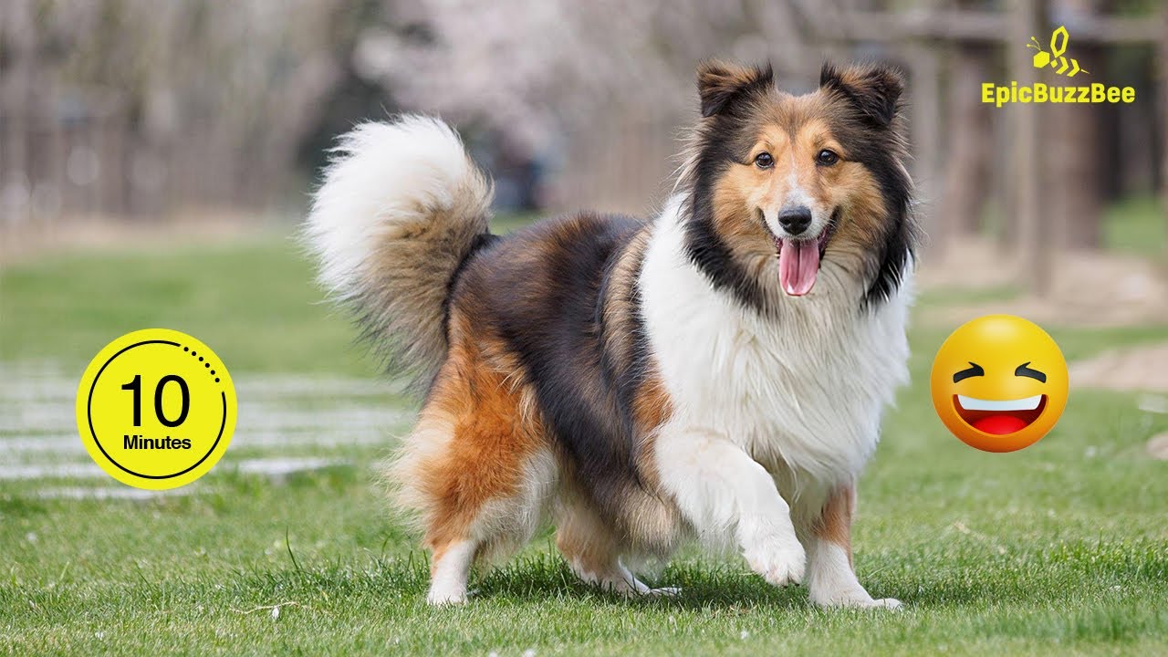 Best of Sheltie | 10 Minutes of Pure Fun You Don't Want To Miss🐶