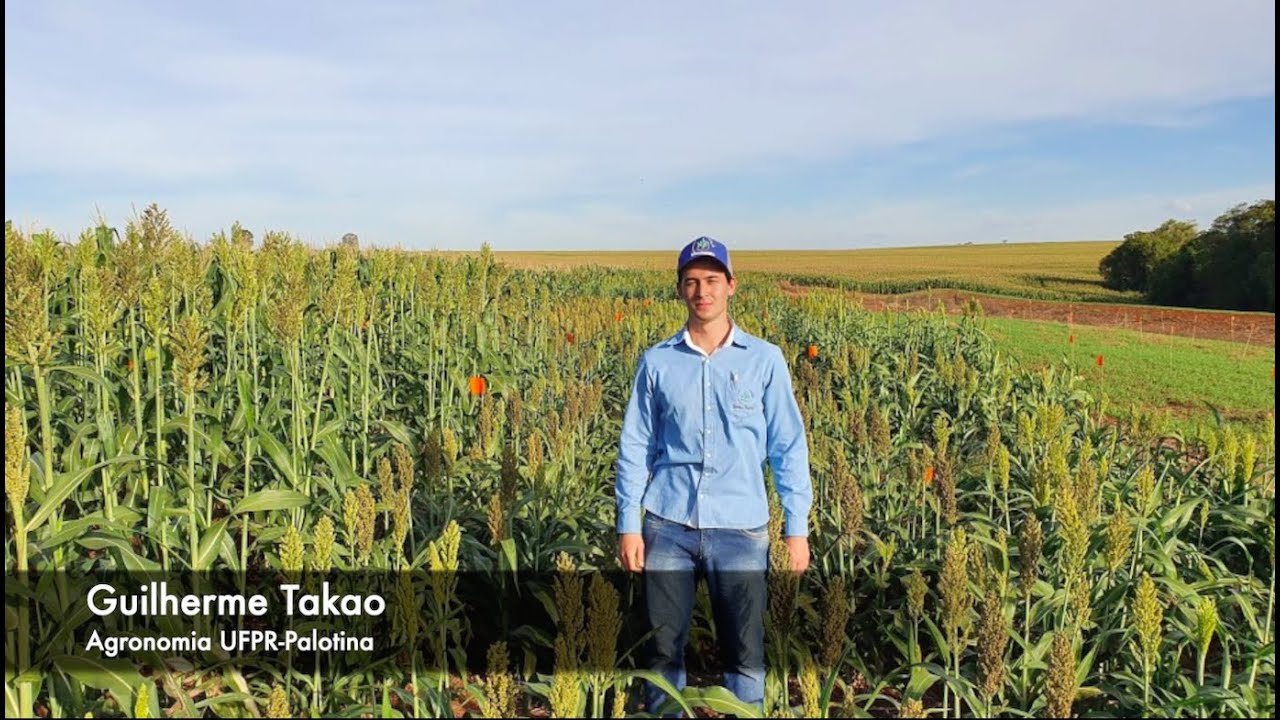 Seletividade de Herbicidas em Sorgo