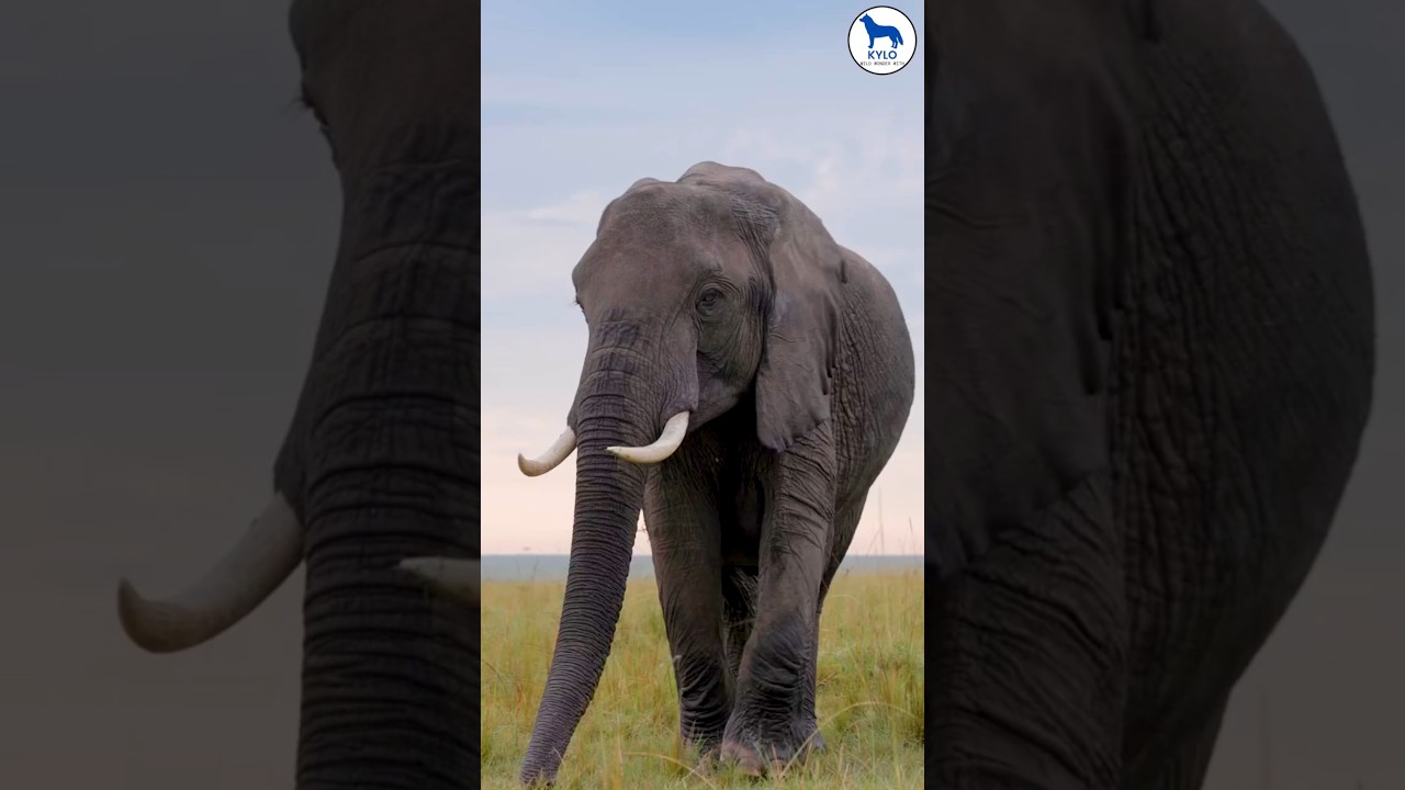 Why Do Elephants Have Such Big Ears? The Amazing Truth! 🐘👂 | #shorts #elephant