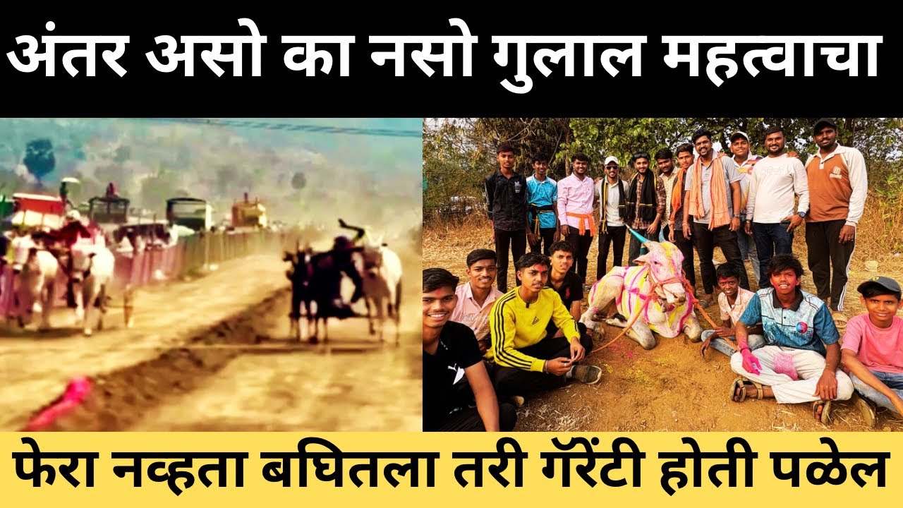 मोरोली अंबरनाथ तालुक्यातील आदत वासरू कसा बसलाय थोडा पण हलला नाही मुलाखत होई पर्यंत (काशी)🥰🙏
