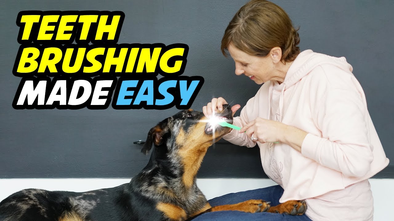 How to Easily Brush Your Dog's Teeth: Step-by-Step Tutorial