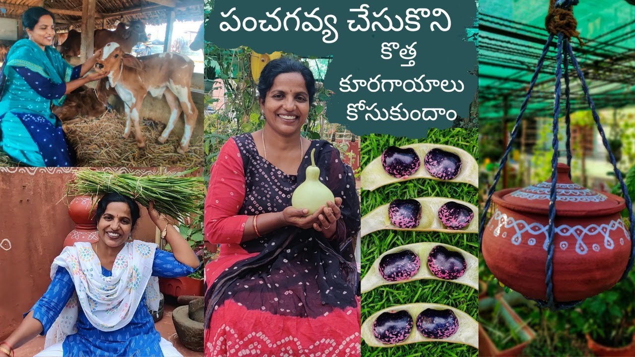 మిద్దెతోటలో పంచగవ్య చేసుకొని కొత్త కూరగాయాలు కోసుకుందాం Panchagavya Tayaari🏺 New Vegetable Harvest 🍒