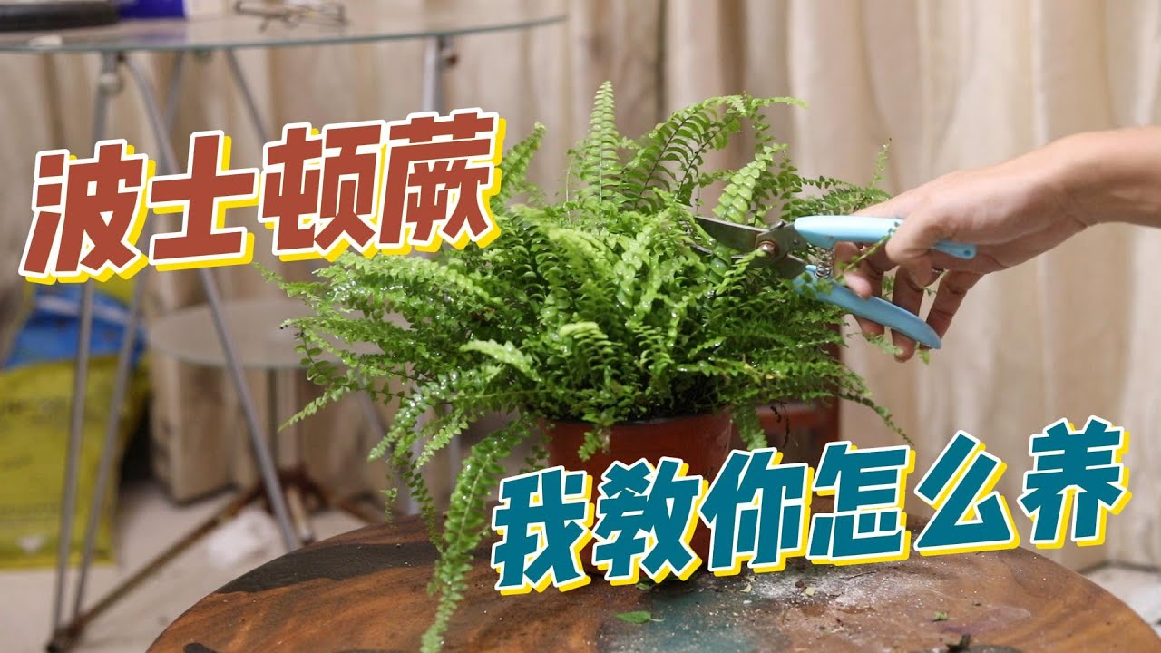 波士顿蕨怎么养？园艺师教你，波士顿蕨的详细养护技巧